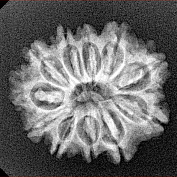11 Mukhi Rudraksha 23.1mm 2.77gm - Xray