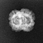 2 Mukhi Rudraksha 19.6mm 1.32gm - Xray