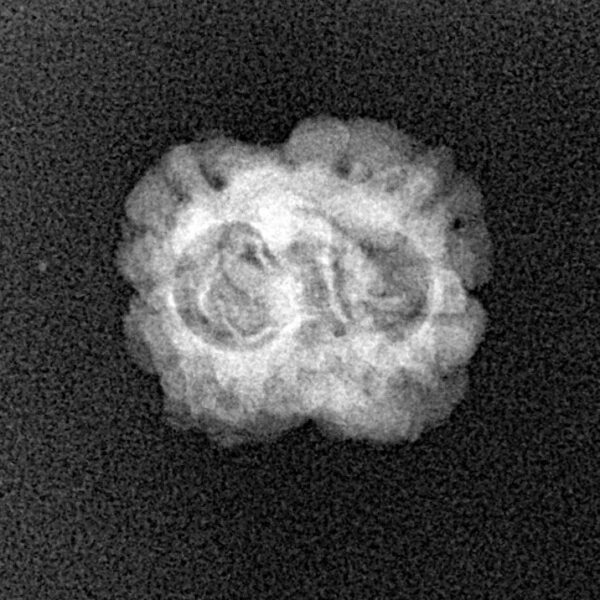 2 Mukhi Rudraksha 19.6mm 1.32gm - Xray