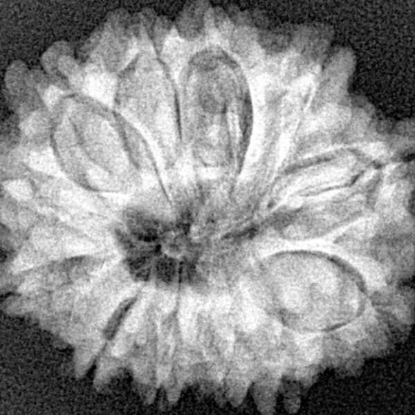 12 Mukhi Rudraksha 26.7mm 4.59gm - Xray