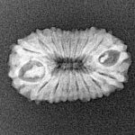 17 Mukhi Rudraksha 21.5mm 1.41gm - Xray