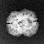 2 Mukhi Rudraksha 23.7mm 2.54gm - Xray