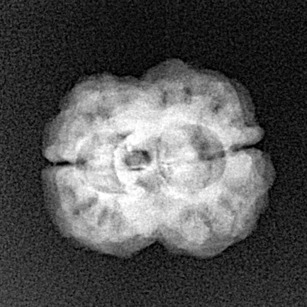 2 Mukhi Rudraksha 23.7mm 2.54gm - Xray