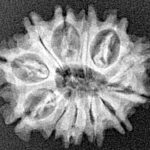 12 Mukhi Rudraksha 22mm 2.3gm - Xray