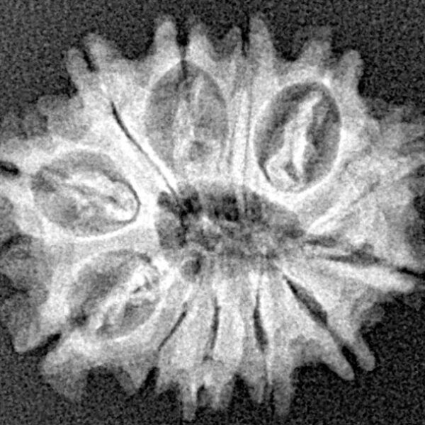 12 Mukhi Rudraksha 22mm 2.3gm - Xray