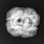 2 Mukhi Rudraksha 20.8mm 1.79gm - Xray