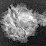 Sawar/Ganesh (6+1) 23mm 2.19gm - Xray