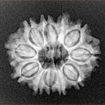 11 Mukhi Rudraksha 23.5mm 2.88gm - Xray
