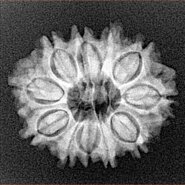 11 Mukhi Rudraksha 23.5mm 2.88gm - Xray
