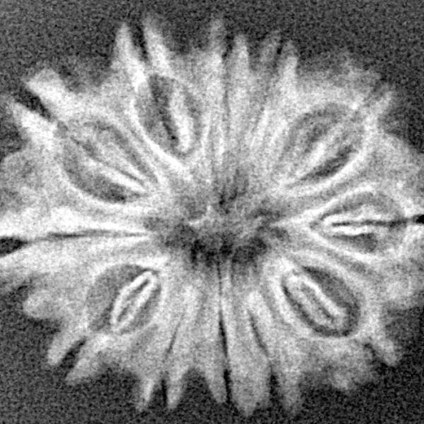 12 Mukhi Rudraksha 24.4mm 2.78gm - Xray