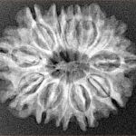 12 Mukhi Rudraksha 25.6mm 3.51gm - Xray