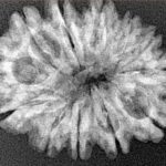 12 Mukhi Rudraksha 28.5mm 4.07gm - Xray