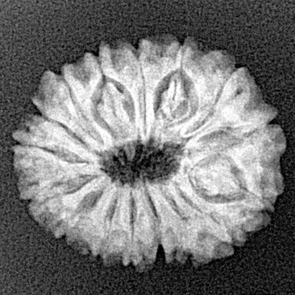 16 Mukhi Rudraksha 21.2mm 2.58gm - Xray