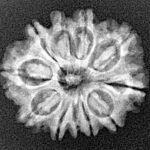 11 Mukhi Rudraksha 22.4mm 2.8gm - Xray