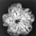 1MK(Underdeveloped) 23.3mm 3.94gm - Xray