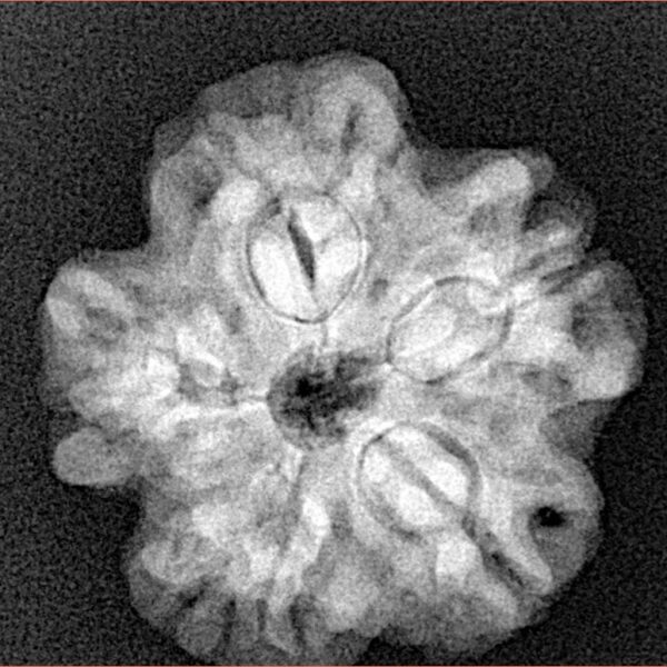 1MK(Underdeveloped) 23.3mm 3.94gm - Xray