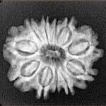 11 Mukhi Rudraksha 24mm 3.31gm - Xray