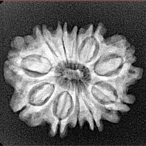 11 Mukhi Rudraksha 24mm 3.31gm - Xray