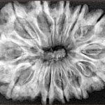 12 Mukhi Rudraksha 34.4mm 6.61gm - Xray