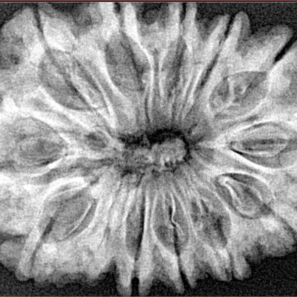 12 Mukhi Rudraksha 34.4mm 6.61gm - Xray