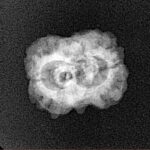 2 Mukhi Rudraksha 20.3mm 1.7gm - Xray