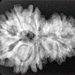 14 Mukhi Garbh Gauri 30.3mm 5.61gm - Xray