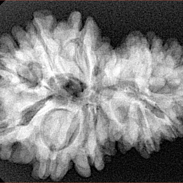 14 Mukhi Garbh Gauri 30.3mm 5.61gm - Xray