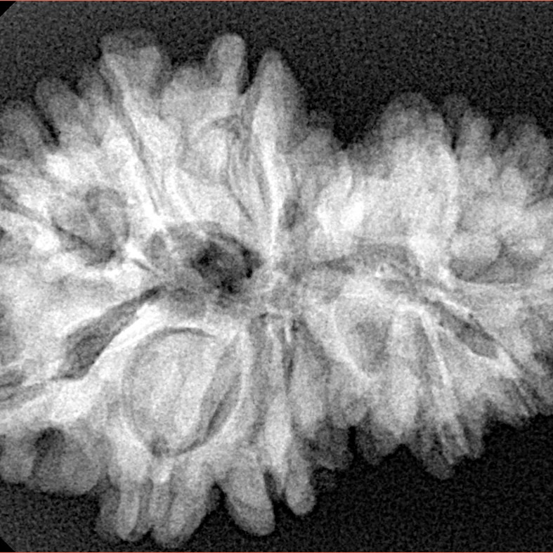 14 Mukhi Garbh Gauri 30.3mm 5.61gm - Xray
