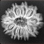 11 Mukhi Rudraksha 24.5mm 3.4gm - Xray