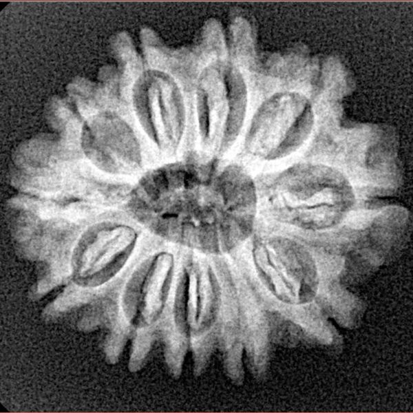 11 Mukhi Rudraksha 24.5mm 3.4gm - Xray
