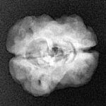 2 Mukhi Rudraksha 22.9mm 2.29gm - Xray
