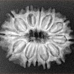 12 Mukhi Rudraksha 25.5mm 3.58gm - Xray