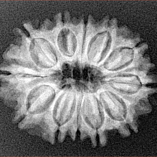 12 Mukhi Rudraksha 25.5mm 3.58gm - Xray