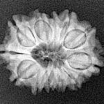 12 Mukhi Rudraksha 21.9mm 2.44gm - Xray