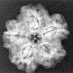 1MK(Underdeveloped) 23.9mm 4.55gm - Xray