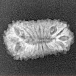 21 Mukhi Rudraksha 22mm 1.62gm - Xray