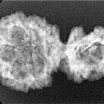 Sawar/Ganesh (5+1) 31.9mm 4gm - Xray