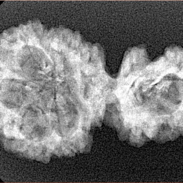 Sawar/Ganesh (5+1) 31.9mm 4gm - Xray