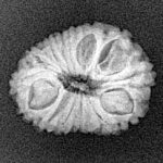 15 Mukhi Rudraksha 19.3mm 1.84gm - Xray