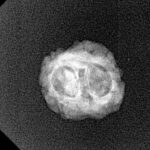 2 Mukhi Rudraksha 20.3mm 1.21gm - Xray