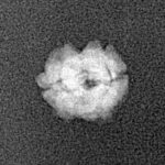 2 Mukhi Rudraksha 11.9mm 0.4gm - Xray