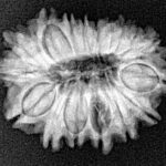 17 Mukhi Rudraksha 23.5mm 2.72gm - Xray