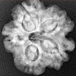 1MK(Underdeveloped) 22.5mm 3.81gm - Xray