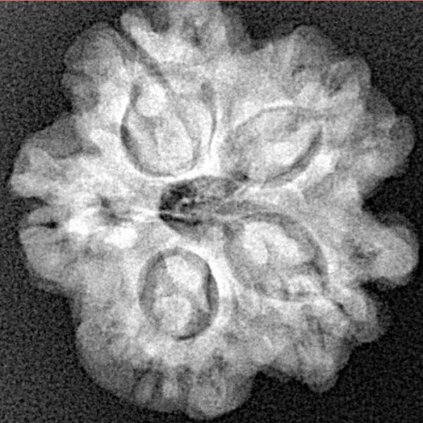 1MK(Underdeveloped) 22.5mm 3.81gm - Xray