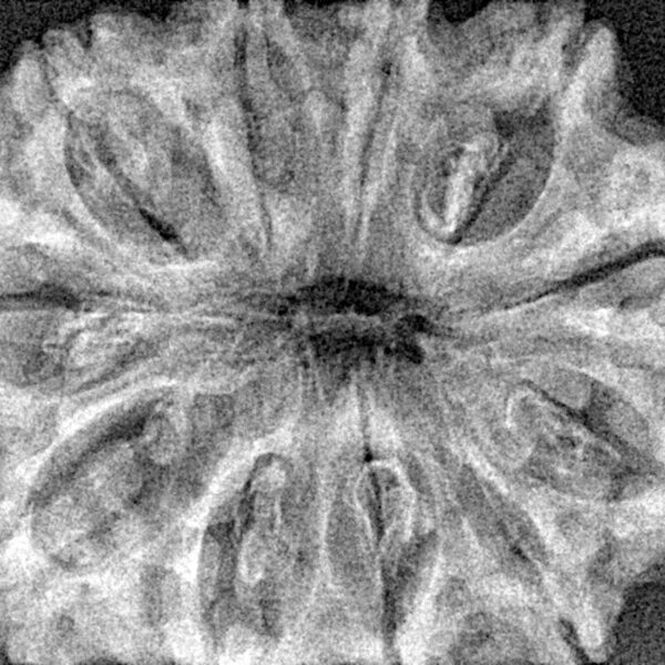 11 Mukhi Rudraksha 33.8mm 6.17gm - Xray