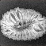 18 Mukhi Rudraksha 26.6mm 3.28gm - Xray