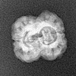 2 Mukhi Rudraksha 20.6mm 1.39gm - Xray