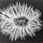 12 Mukhi Rudraksha 26mm 3.59gm - Xray