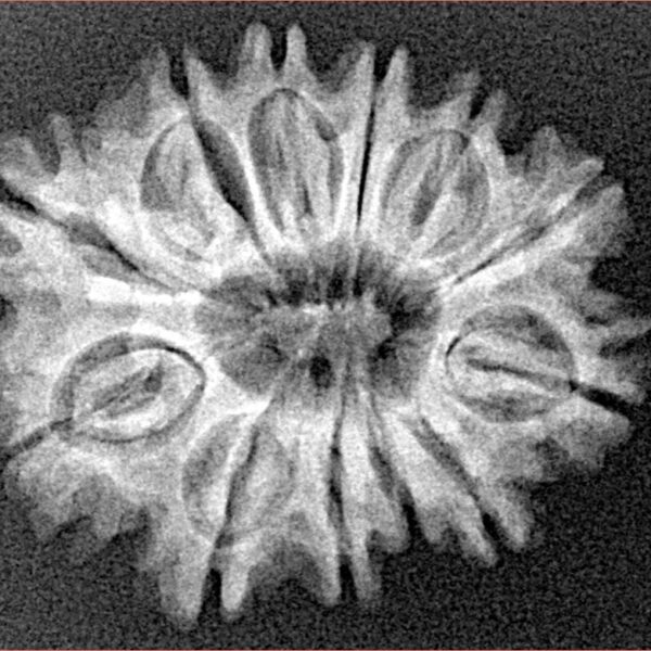 12 Mukhi Rudraksha 26mm 3.59gm - Xray