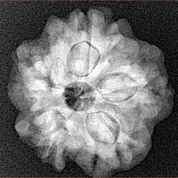 1MK(Underdeveloped) 22.3mm 3.68gm - Xray